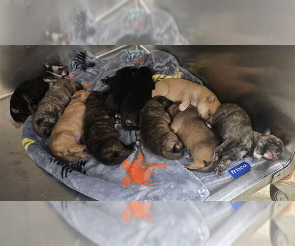 Medium Photo #1 German Shepherd Dog Puppy For Sale in Riverside, CA, USA