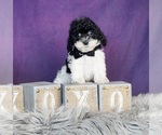Small Photo #6 Poodle (Toy) Puppy For Sale in WARSAW, IN, USA
