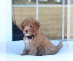 Small Photo #3 Goldendoodle Puppy For Sale in ITASCA, TX, USA