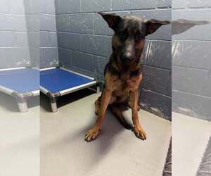 German Shepherd Dog-Unknown Mix Dogs for adoption in Rowlett, TX, USA