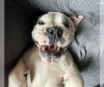 Small #5 Bulldog Mix