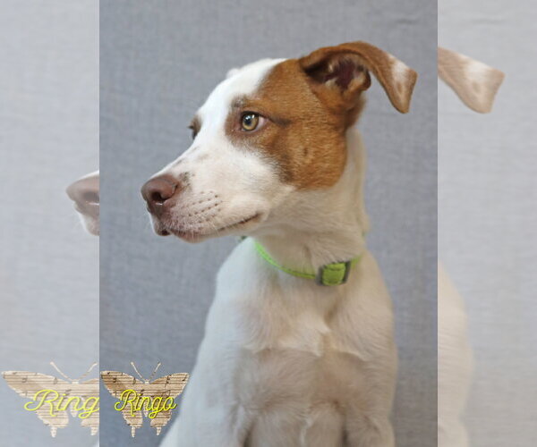 Medium Photo #3 Mutt Puppy For Sale in Wakefield, RI, USA