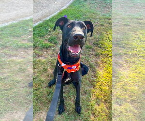 Labrador Retriever-Unknown Mix Dogs for adoption in San Diego, CA, USA