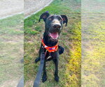 Gracie Lou - Female Labrador Retriever-Unknown Mix Dog for Adoption - Small photo