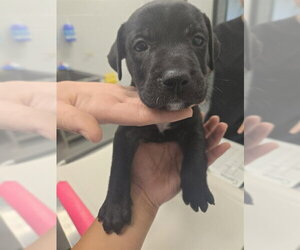 American Pit Bull Terrier-Unknown Mix Dogs for adoption in Corpus Christi, TX, USA