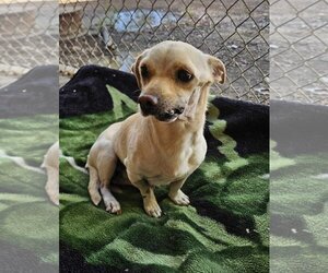 Chihuahua-Unknown Mix Dogs for adoption in El Centro, CA, USA