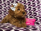 Small Photo #3 Goldendoodle (Miniature) Puppy For Sale in CEDAR LANE, PA, USA