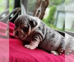 Small #3 Bulldog