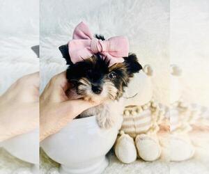 Yorkshire Terrier Puppy for sale in THONOTOSASSA, FL, USA