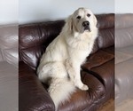 Small Photo #1 Great Pyrenees Puppy For Sale in CORY, IN, USA