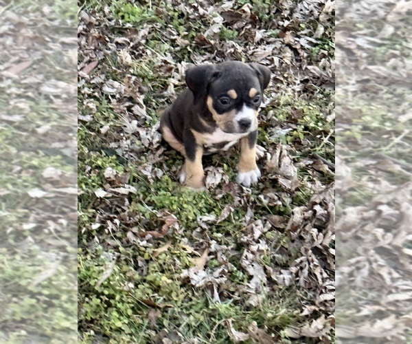 Medium Photo #30 American Bully Puppy For Sale in BOLIVAR, MO, USA