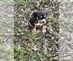 Small Photo #30 American Bully Puppy For Sale in BOLIVAR, MO, USA