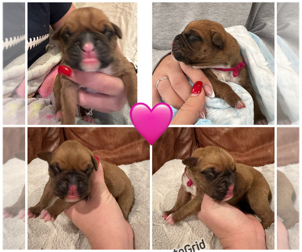 Medium Photo #19 Boxer Puppy For Sale in EAST FREETOWN, MA, USA