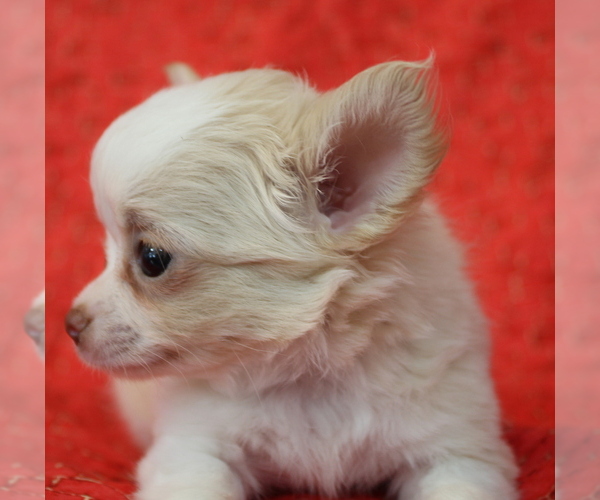 Medium Photo #14 Chihuahua Puppy For Sale in ABILENE, KS, USA