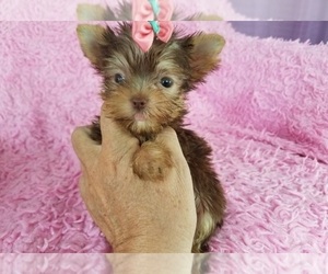 Wire Fox Terrier Puppy for sale in LOS ANGELES, CA, USA