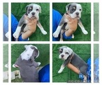 Puppy 4 Olde English Bulldogge