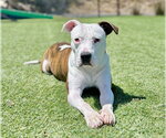 Small #2 American Pit Bull Terrier