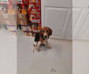 Treeing Walker Coonhound Dogs for adoption in Mt. Gilead, OH, USA