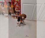 Small Treeing Walker Coonhound