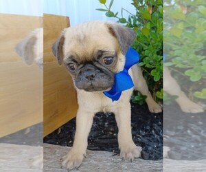 Pug Puppy for sale in NILES, MI, USA