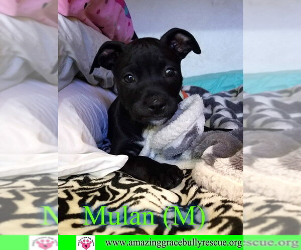Medium Photo #2 American Staffordshire Terrier-Unknown Mix Puppy For Sale in Milton, FL, USA