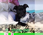 Small #1 American Staffordshire Terrier Mix