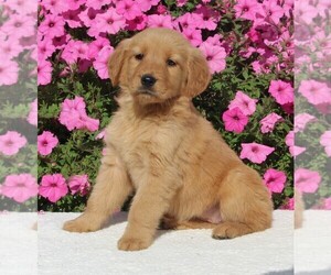 Golden Retriever Puppy for sale in FREDERICKSBURG, OH, USA