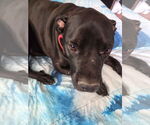 Small #3 American Pit Bull Terrier-Labrador Retriever Mix