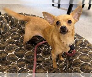 Chihuahua Dogs for adoption in Santa Rosa, CA, USA