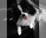 Small Photo #1 Pomeranian Puppy For Sale in HOFFMAN EST, IL, USA