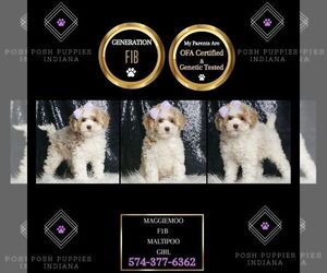 Maltipoo Puppy for sale in WARSAW, IN, USA