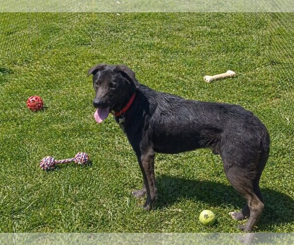 Medium Photo #19 Labrador Retriever-Unknown Mix Puppy For Sale in Mount Laurel, NJ, USA