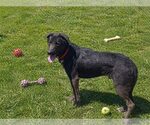 Small #18 Labrador Retriever Mix
