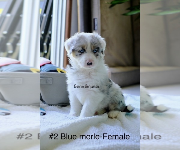 Medium Photo #1 Australian Shepherd Puppy For Sale in CHARLOTTESVILLE, VA, USA