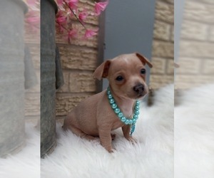 Chihuahua Puppy for sale in CARTHAGE, TX, USA