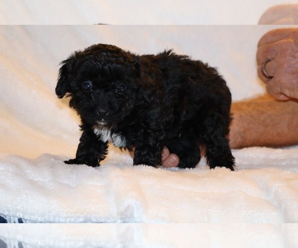Medium Photo #12 Poodle (Toy) Puppy For Sale in DYERSBURG, TN, USA
