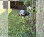 Small #1 Havanese