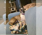 Small #2 American Pit Bull Terrier Mix