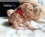 Small Photo #113 Goldendoodle (Miniature) Puppy For Sale in GASTONIA, NC, USA
