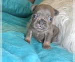 Small #4 French Bulldog