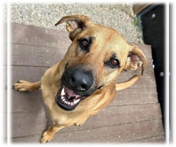 Medium Photo #2 Black Mouth Cur-Unknown Mix Puppy For Sale in Frisco, CO, USA