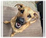 Small #1 Black Mouth Cur Mix