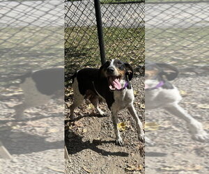 Mutt Dogs for adoption in Elmsford, NY, USA
