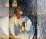 Small Photo #3 Australian Labradoodle Puppy For Sale in PEA RIDGE, AR, USA