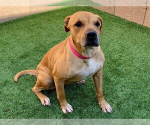 Boxer-Unknown Mix Dogs for adoption in Moreno Valley, CA, USA