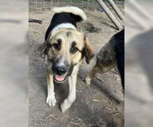 Australian Shepherd-Unknown Mix Dogs for adoption in Virginia Beach, VA, USA