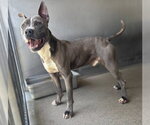 Small #1 Mutt
