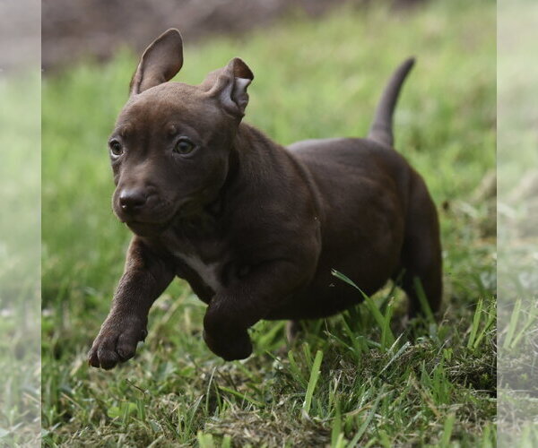 Medium Photo #6 Chihuahua-Unknown Mix Puppy For Sale in Mechanicsburg, PA, USA