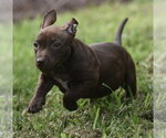 Small #5 Chihuahua Mix