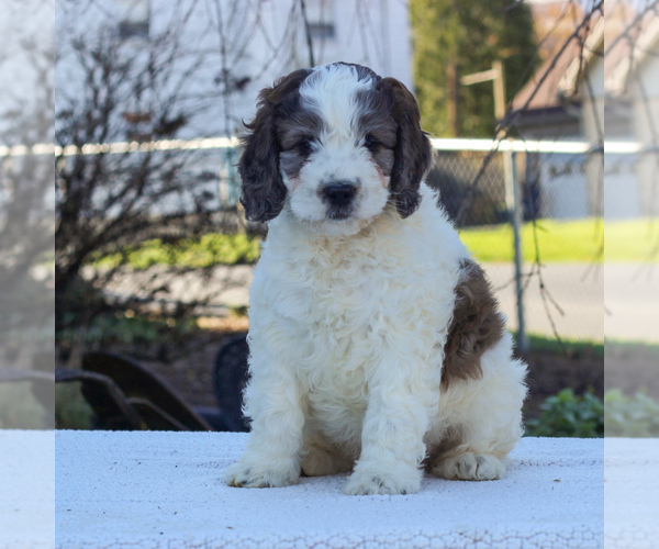 Medium Photo #1 English Springer Spaniel-Poodle (Miniature) Mix Puppy For Sale in GAP, PA, USA